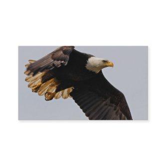 A Bald Eagle Takes to the Sky