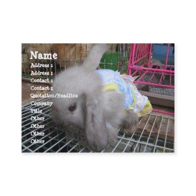 A Rabbit in a Dress