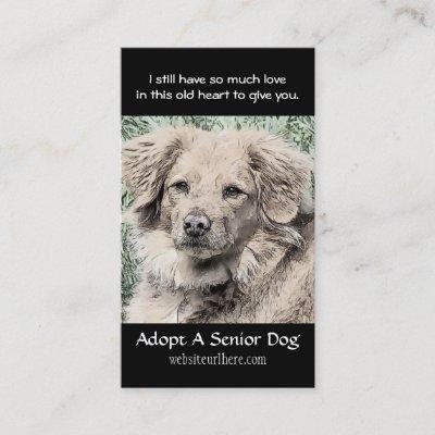 Adopt a Senior Dog Animal Rescue