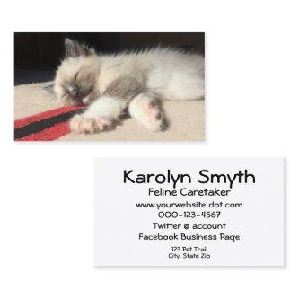 Adorable Siamese Kitten Photograph Animal Day Care