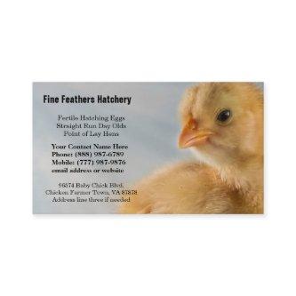 Adorably Cute Yellow Baby Chick Photo
