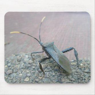 Adult Black Assasin Bug (Reduviid) Items Mouse Pad