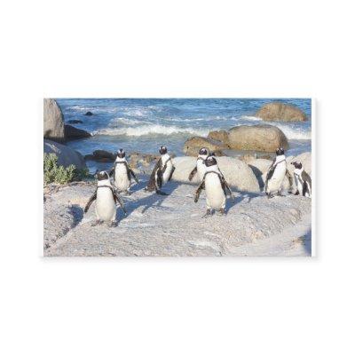 Africa - Penguins