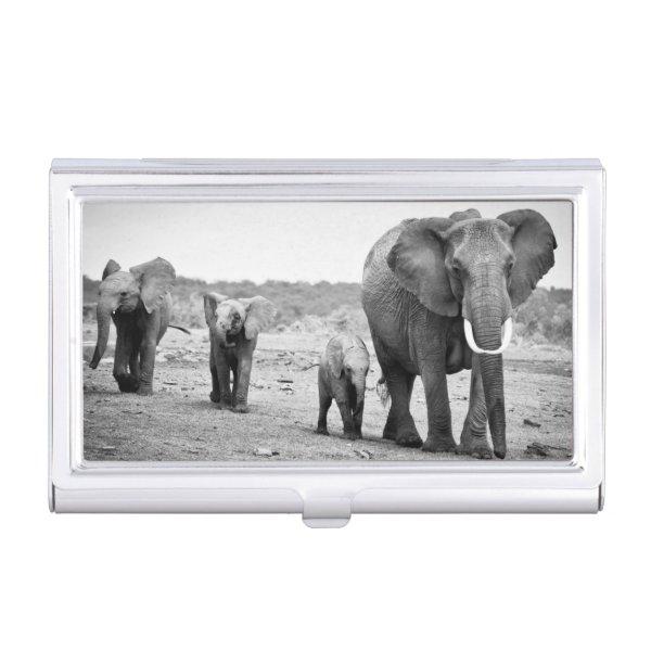African Elephant & Calves | Kenya, Africa  Holder