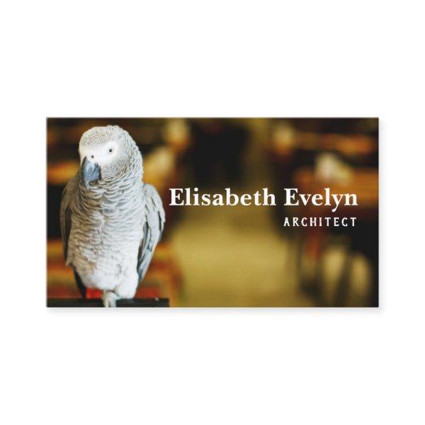 African grey parrot or congo african