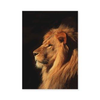 African Lion powerfull  - Two Sided