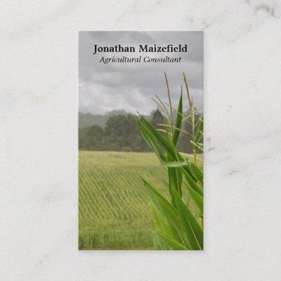 Agricultural maize landscape photo