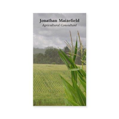 Agricultural maize landscape photo