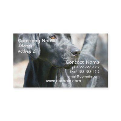 Alert Black Labrador Retriever