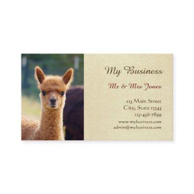 Alpaca Pet Care  Double-Sided