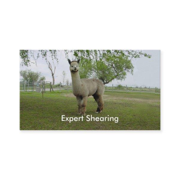Alpaca Shearing