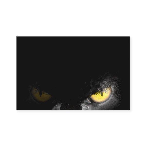 Alpha Cat  with deadly stare on black