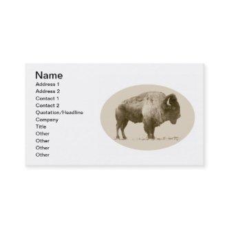 American Bison