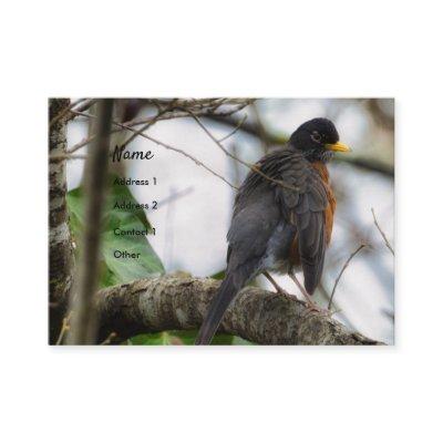 American Robin Bird