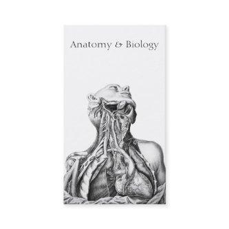 Anatomical Illustration Medical Sciences