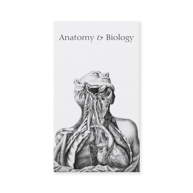 Anatomical Illustration Medical Sciences