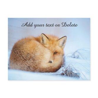 *~* Animal Red Fox Ap18 Wildlife Customize Artsy  Postcard