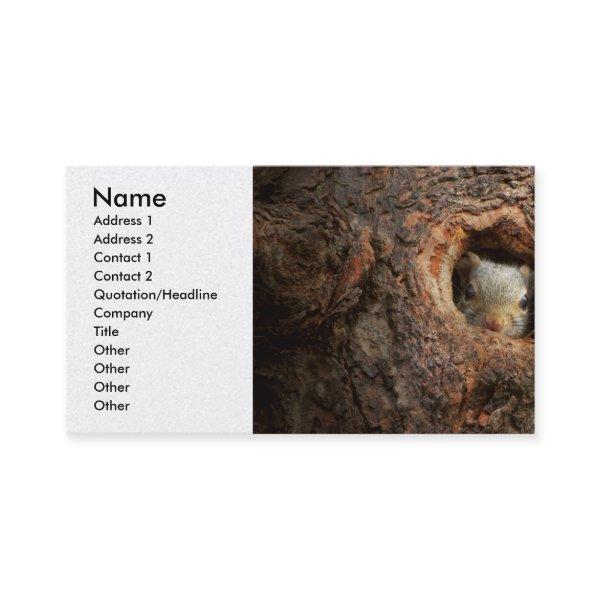 Animal - Squirrel - I'm not shy I'm an introvert