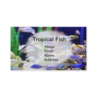 Aquarium with beautiful tropical fish