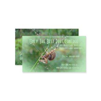 Araneus - Orb Weaver Spider