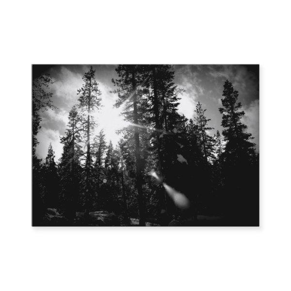 Arboriculture