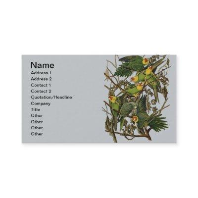 Audubon Carolina Parrot Bird illustration