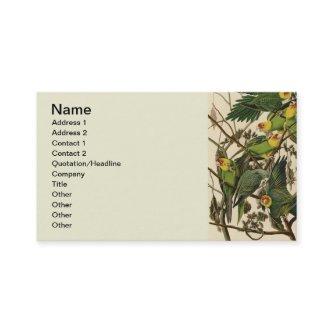 Audubon Carolina Parrot Bird illustration