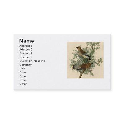 Audubon Cedar Waxwing Bird