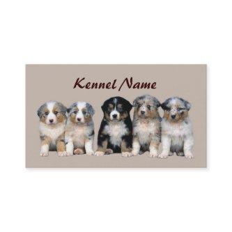 Australian Shepherd Breeder