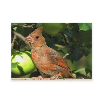 Baby Cardinal ATC