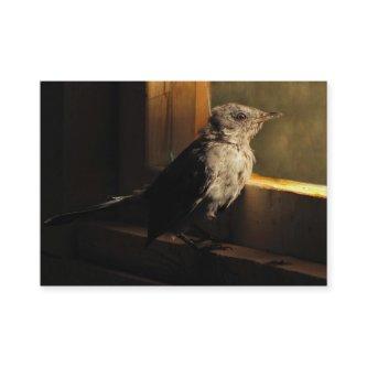 Baby Catbird ATC