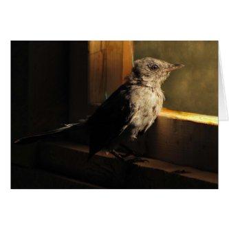 Baby Catbird Blank Card