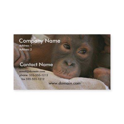 Baby Chimp