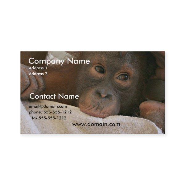Baby Chimp