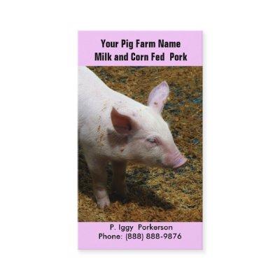 Baby Pig for Pork  Farming