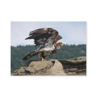 Bald Eagle Ready For Takeoff