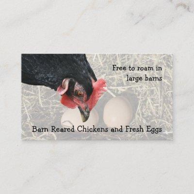 Barn reared chicken eggs