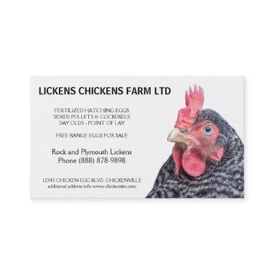 Barred Rock Chicken Egg Farmer