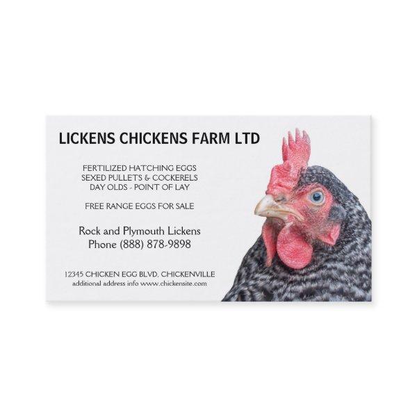 Barred Rock Chicken Egg Farmer