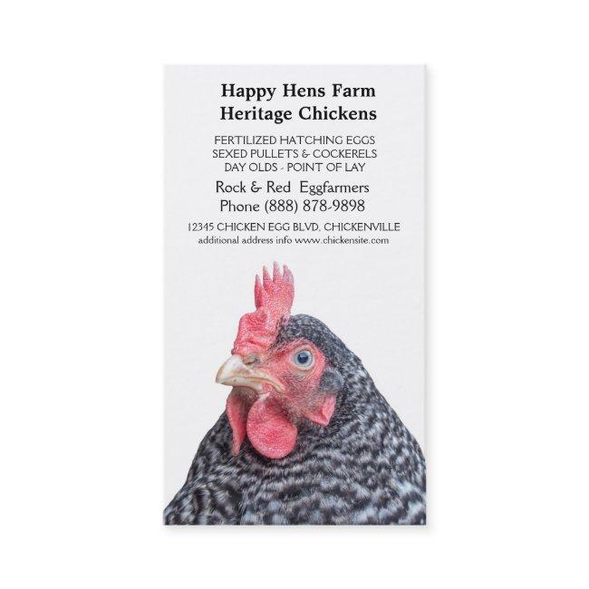 Barred Rock Chicken Egg Farmer