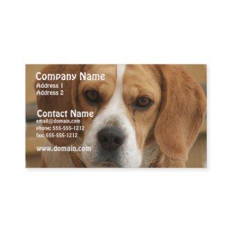 Beagle