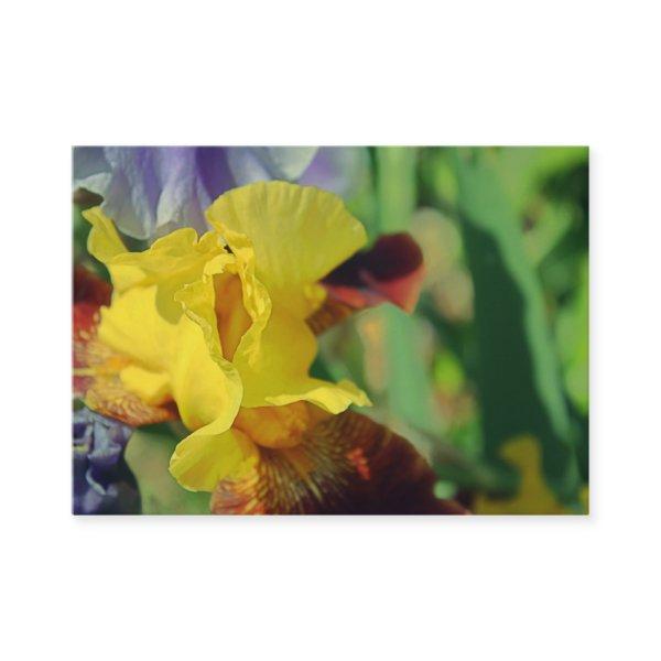 Bearded Iris #1
