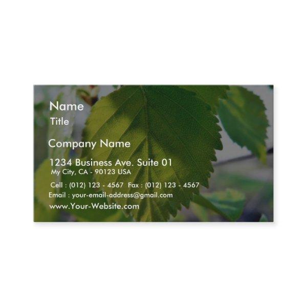 Beautiful Birch Leaves