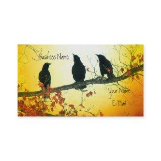 Beautiful Nature Birds