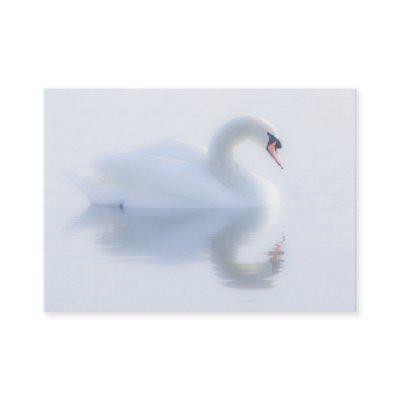 Beautiful Swan
