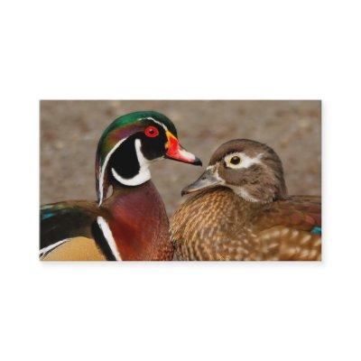 Beautiful Touching Moment Between Wood Ducks