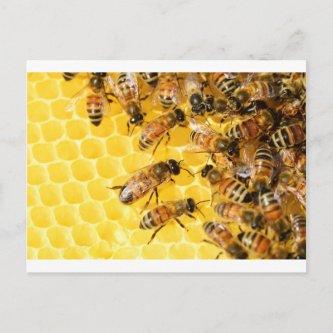 Bee Bees Hive Honey Comb Sweet Dessert Yellow Postcard