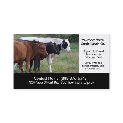 Beef Cattle Farming  or Butchering