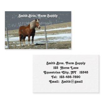 Belgian Draft Horse In Paddock