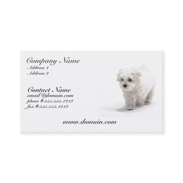 Bichon Frise Dog